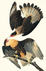 John James Audubon - Crested Caracara (Caracara cheriway), Havell plate no. 161, c. 1831