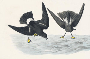 John James Audubon - Wilson's Storm-Petrel (Oceanites oceanicus), Havell plate no. 270, 1831