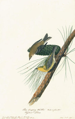 John James Audubon - Pine Warbler (Dendroica pinus), Havell plate no. 140, c. 1821