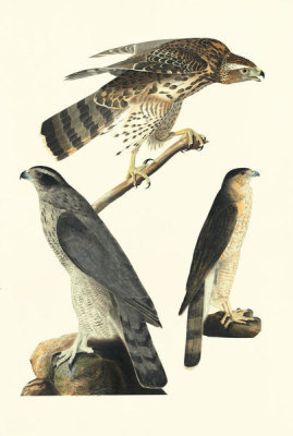 John James Audubon - Northern Goshawk (Accipiter gentilis) and Cooper