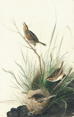 John James Audubon - Saltmarsh Sharp-tailed Sparrow (Ammodramus caudacutus), Havell plate no. 149, c. 1829