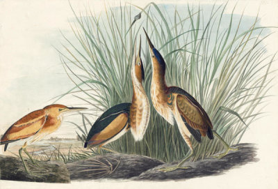 John James Audubon - Least Bittern (Ixobrychus exilis), Havell plate no. 210, c. 1820; 1832