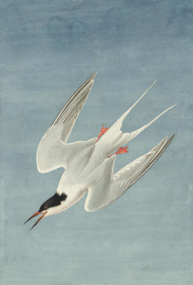 John James Audubon - Roseate Tern (Sterna dougallii), Havell plate no. 240, 1832