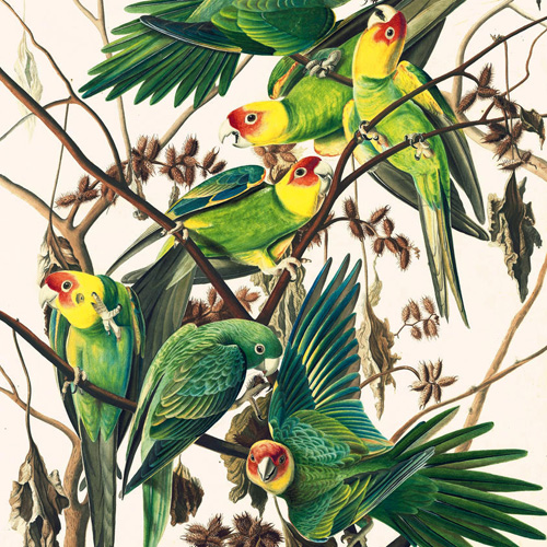 John James Audubon, Carolina Parakeet (Conuropsis carolinensis), Havell plate no. 26, c. 1825