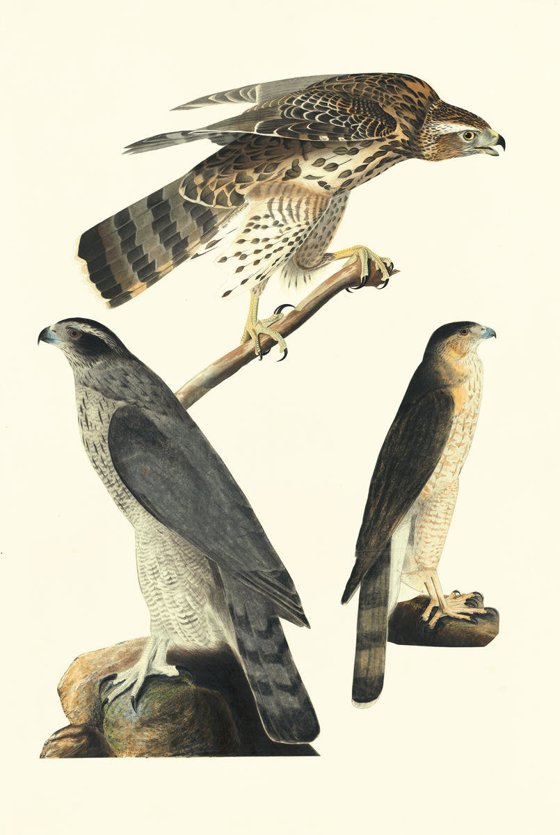 Northern Goshawk (Accipiter gentilis) and Cooper by John James Audubon ...