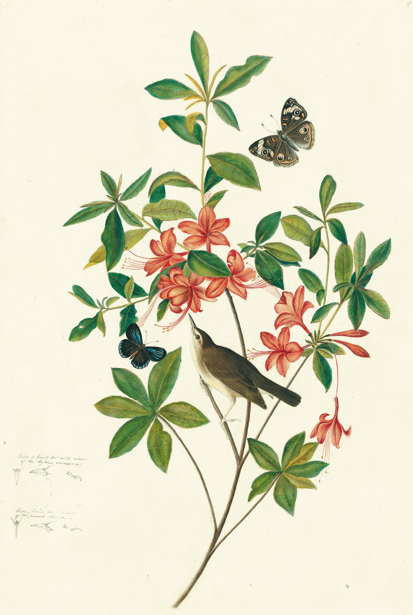 Swainson's Warbler (Limnothlypis swainsonii), Havell plate no. 198; six ...