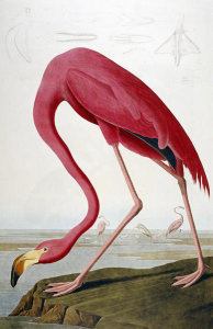 John James Audubon - American Flamingo (Phoenicopterus ruber), 1827-1838