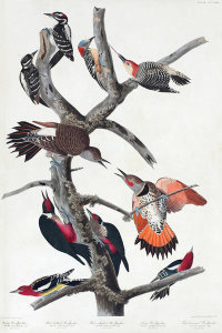 John James Audubon - Woodpeckers, 1827-1838