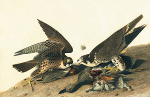 John James Audubon - Peregrine Falcon (Falco peregrinus), Havell plate no. 16, 1820- c. 1823