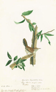 John James Audubon - Bewick’s Wren (Thryomanes bewickii), Havell plate no. 18, c. 1821