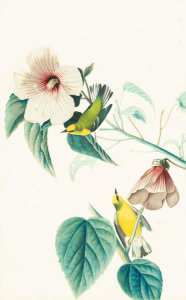 John James Audubon - Blue-winged Warbler (Vermivora pinus), Havell plate no. 20, c. 1822