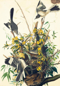 John James Audubon - Northern Mockingbird (Mimus polyglottos), Havell plate no. 21, c. 1825
