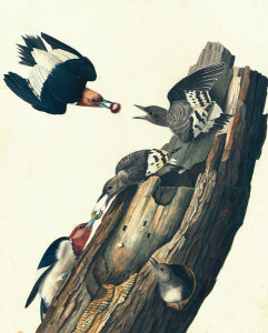 John James Audubon - Red-headed Woodpecker (Melanerpes erythrocephalus), Havell plate no. 27, c. 1824-25