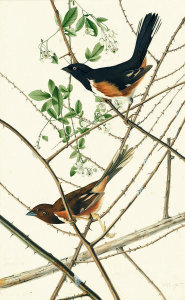 John James Audubon - Eastern Towhee (Pipilo erythrophthalmus), Havell plate no. 29, c. 1822