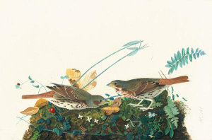 John James Audubon - Fox Sparrow (Passerella iliaca), Havell plate no. 108, c. 1824