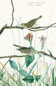 John James Audubon - Savannah Sparrow (Passerculus sandwichensis), Havell plate no. 109, c. 1821
