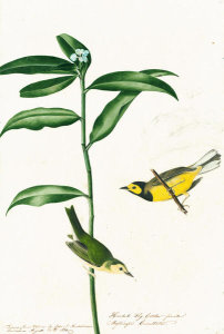 John James Audubon - Hooded Warbler (Wilsonia citrina), Havell plate no. 110; sketch of seed pod, c. 1821