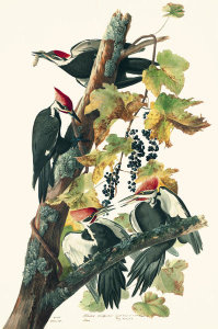 John James Audubon - Pileated Woodpecker (Dryocopus pileatus), Havell plate no. 111, c. 1829