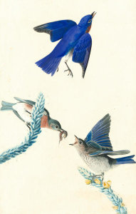 John James Audubon - Eastern Bluebird (Sialia sialis), Havell plate no. 113, c. 1820-22