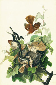 John James Audubon - Brown Thrasher (Toxostoma rufum), Havell plate no. 116, c. 1829
