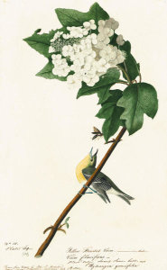 John James Audubon - Yellow-throated Vireo (Vireo flavifrons), Havell plate no. 119, c. 1821
