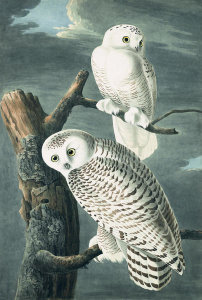 John James Audubon - Snowy Owl (Bubo scandiacus), Havell plate no. 121, c. 1829