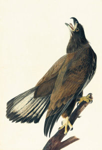 John James Audubon - Bald Eagle (Haliaeetus leucocephalus), Havell plate no. 126, c. 1829