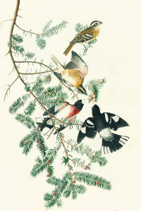 John James Audubon - Rose-breasted Grosbeak (Pheucticus ludovicianus), Havell plate no. 127, c. 1829