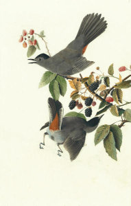 John James Audubon - Gray Catbird (Dumetella carolinensis), Havell plate no. 128, c. 1822