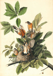 John James Audubon - American Robin (Turdus migratorius), Havell plate no. 131, c. 1829