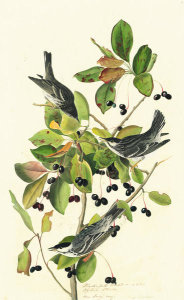 John James Audubon - Blackpoll Warbler (Dendroica striata), Havell plate no. 133, c. 1821; 1829