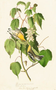 John James Audubon - Blackburnian Warbler (Dendroica fusca), Havell plate no. 134, c. 1829