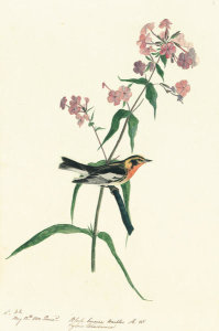 John James Audubon - Blackburnian Warbler (Dendroica fusca), Havell plate no. 135, c. 1812