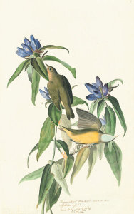 John James Audubon - Connecticut Warbler (Oporornis agilis), Havell plate no. 138, c. 1829