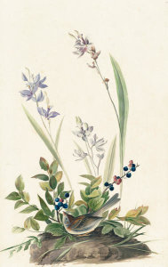 John James Audubon - Field Sparrow (Spizella pusilla), Havell plate no. 139, c. 1829