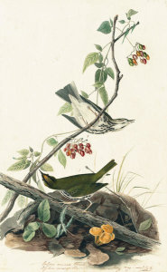 John James Audubon - Ovenbird (Seiurus aurocapillus), Havell plate no. 143, c. 1829