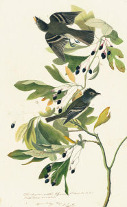John James Audubon - Acadian Flycatcher (Empidonax virescens), Havell plate no. 144, c. 1829