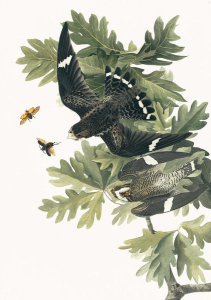 John James Audubon - Common Nighthawk (Chordeiles minor), Havell plate no. 147, c. 1829
