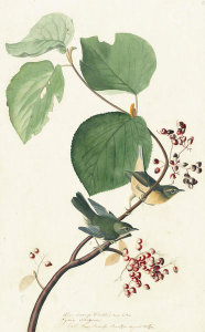 John James Audubon - Black-throated Blue Warbler (Dendroica caerulescens), Havell plate no. 148, c. 1829