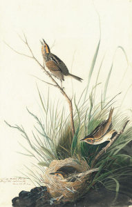 John James Audubon - Saltmarsh Sharp-tailed Sparrow (Ammodramus caudacutus), Havell plate no. 149, c. 1829