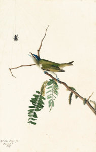 John James Audubon - Red-eyed Vireo (Vireo olivaceus), Havell plate no. 150, c. 1822