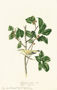 John James Audubon - Tennessee Warbler (Vermivora peregrina), Havell plate no. 154, c. 1821