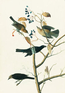 John James Audubon - Rusty Blackbird (Euphagus carolinus), Havell plate no. 157, c. 1820; 1829