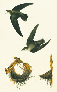 John James Audubon - Chimney Swift (Chaetura pelagica), Havell plate no. 158, c. 1824; 1829