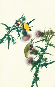 John James Audubon - American Goldfinch (Spinus tristis), Havell plate no. 33, c. 1824