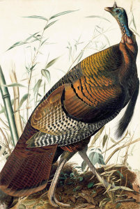 John James Audubon - Wild Turkey (Meleagris gallopavo), Havell plate no. 1, c. 1825