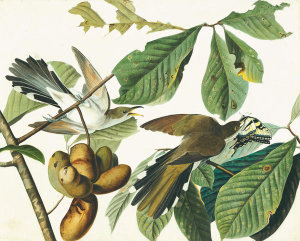 John James Audubon - Yellow-billed Cuckoo (Coccyzus americanus), Havell plate no. 2, c. 1821-22