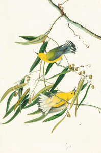 John James Audubon - Prothonotary Warbler (Protonotaria citrea), Havell plate no. 3, c. 1821