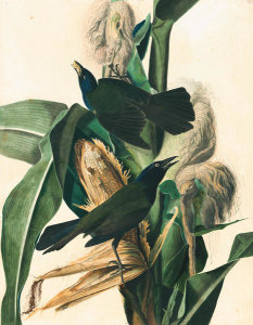 John James Audubon - Common Grackle (Quiscalus quiscula), Havell plate no. 7, c. 1825