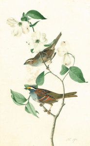 John James Audubon - White-throated Sparrow (Zonotrichia albicollis), Havell plate no. 8, c. 1822